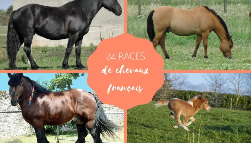 Quatre chevaux de différentes races françaises, dont un noir majestueux, un bai broutant, un trait brun et un poulain roux en pleine course.
