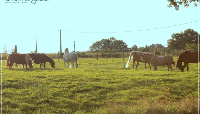 Chevaux profitant d'un pâturage tournant verdoyant au Havre de Galahia.