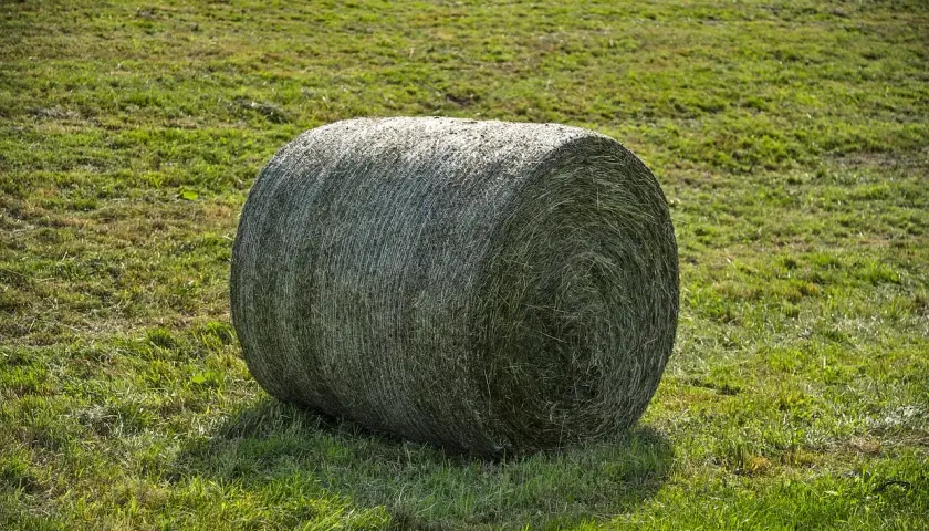 Gros round de foin enrubanné sur une prairie verte. Un cheval pourrait apprécier cette réserve pour l'hiver.