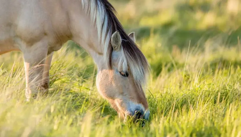 Un magnifique msm cheval, au pelage clair et à la crinière bicolore, broute paisiblement dans une prairie verdoyante baignée de soleil.