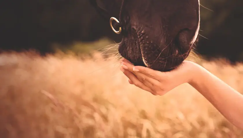 Un cheval brun mange dans une main tendue, ses vibrisses effleurant la peau. Un moment de confiance, peut-être un peu d'huile de maïs pour le régaler.