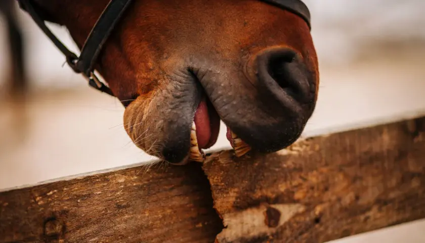 Gros plan sur la bouche d'un cheval marron, la langue sortie, les dents sur une planche de bois. Ce cheval qui ne mange pas semble jouer.