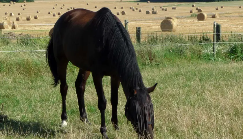 Un cheval brun, d'une noble race, broute paisiblement dans un pré verdoyant, avec des bottes de foin rondes parsemant un champ doré à l'arrière-plan.