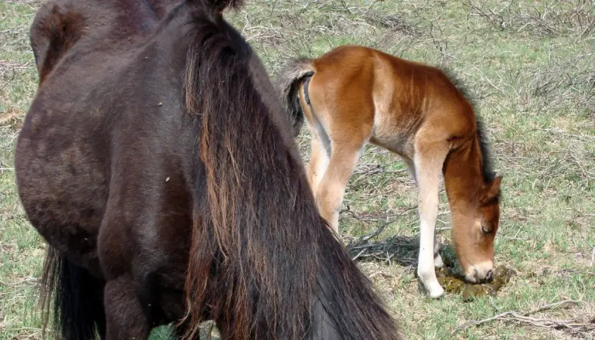 Un poulain brun, un cheval qui tousse en mangeant, se penche sur de l'herbe verte. Une jument noire est à gauche.