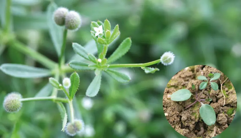 Gaillet gratteron, une plante aux petites fleurs blanches et aux fruits ronds et duveteux, appréciée des chevaux. Une jeune pousse est visible en médaillon.