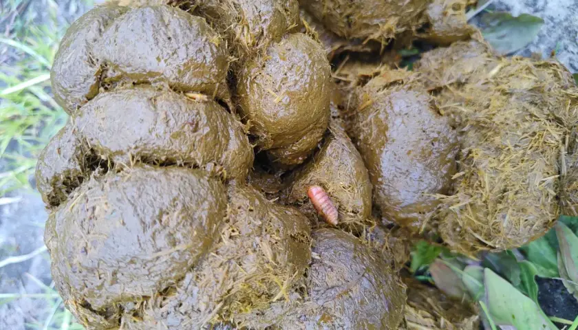 Une larve d'oestre, rose et segmentée, se trouve au milieu de crottins de cheval humides et fibreux, sur un sol herbeux.