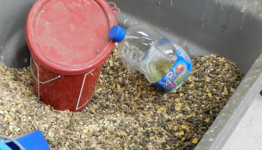 Un seau rouge et une bouteille d'huile 4 huiles, posés dans une mangeoire remplie de granulés pour chevaux.
