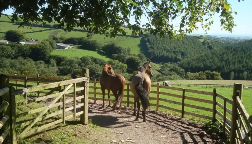 Deux chevaux dans un paddock paradise, profitant d'une vue sur des collines verdoyantes et une forêt.