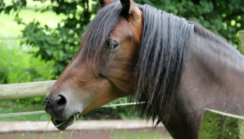 Un magnifique cheval hanovrien brun, la crinière au vent, broute paisiblement de l'herbe fraîche dans un pré verdoyant.