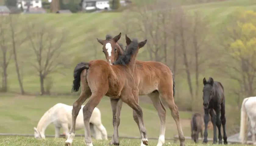 Deux poulains bruns se câlinent sur une prairie. Ils se demandent combien boit un cheval par jour. D'autres chevaux sont en arrière-plan.