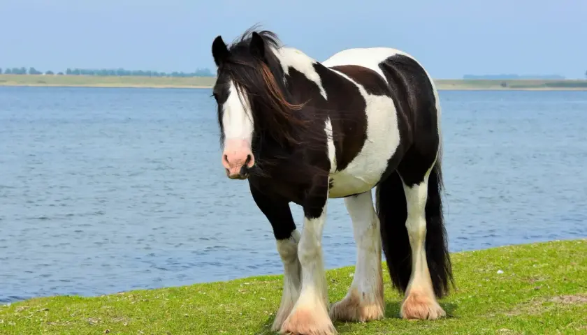 Un magnifique cheval cob pie noir et blanc se tient sur une pelouse verte près d'un lac bleu.