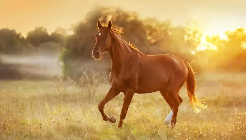 Cheval brun galopant dans un champ doré au coucher du soleil. Une alimentation adaptée est essentielle pour un cheval atteint du syndrome de Cushing.