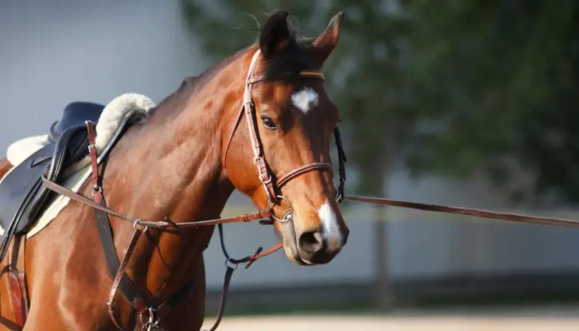 Cheval brun avec selle et enrênement chambon, prêt pour l'entraînement.