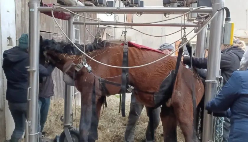 Un cheval est suspendu dans un appareil, entouré de personnes. La scène évoque la décomposition d'un cheval mort, une fin tragique.