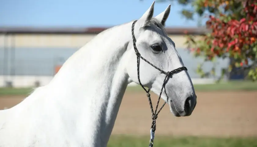 Magnifique cheval blanc, rappelant l'élégance du Lipizzan et son origine noble.