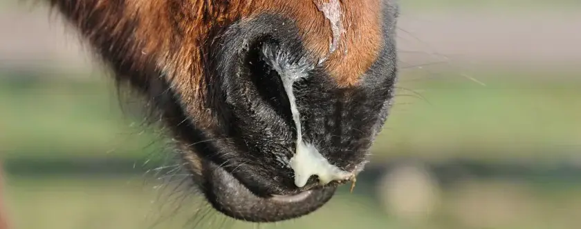 Museau d'un cheval brun avec un écoulement nasal épais et jaune, possiblement lié à la leptospirose cheval.