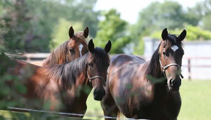 Trois chevaux bruns, dont un alezan, se tiennent dans un pré. La force et la beauté de ces animaux, symboles de la proteine cheval, sont saisissantes.
