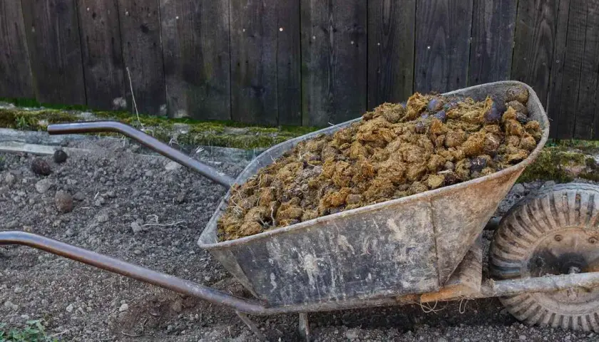 Brouette remplie de crottin de cheval, prêt à fertiliser le jardin.