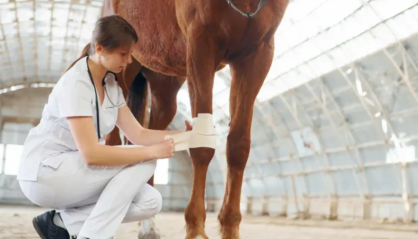 Vétérinaire appliquant un bandage sur la jambe d'un cheval, soignant une possible fourbure.