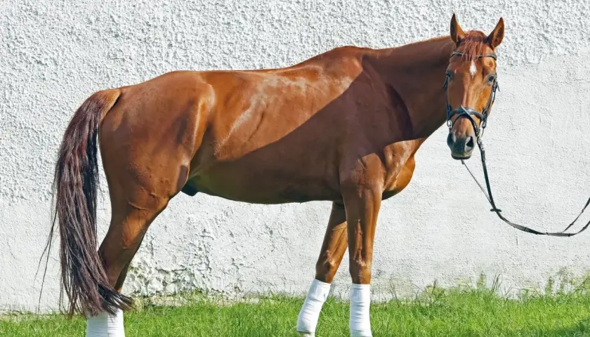Un magnifique cheval Oldenburg brun, avec des bandes blanches sur les pattes, se tient sur l'herbe devant un mur blanc.