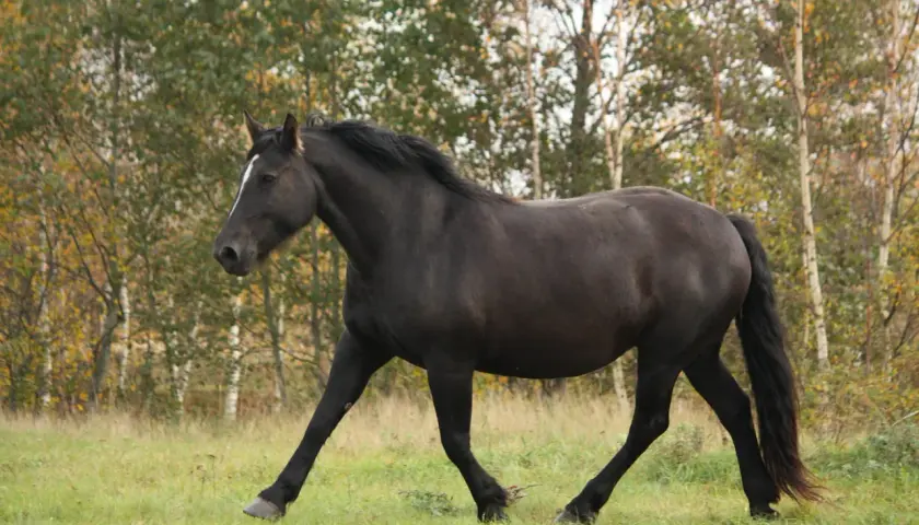 Un magnifique percheron noir galope dans un pré verdoyant, le soleil d'automne illuminant son pelage.