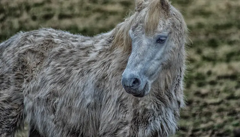 Poney à la robe hirsute, le regard mélancolique, évoquant la maladie de Cushing et le stress.