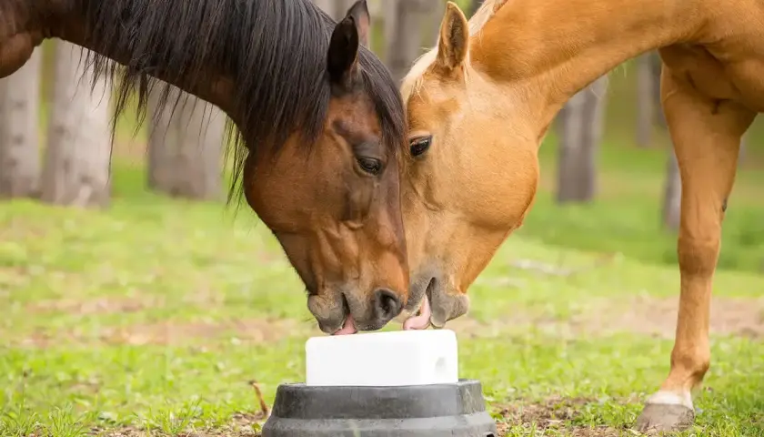 Deux chevaux, l'un brun et l'autre alezan, partagent une pierre à sel. La porcelle enracinée cheval est un plaisir partagé.