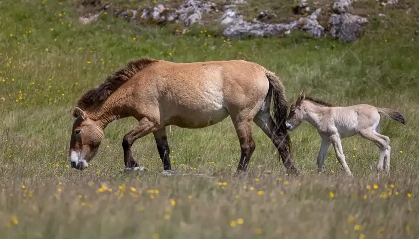 Un cheval de Przewalski et son poulain broutent dans un pré fleuri.