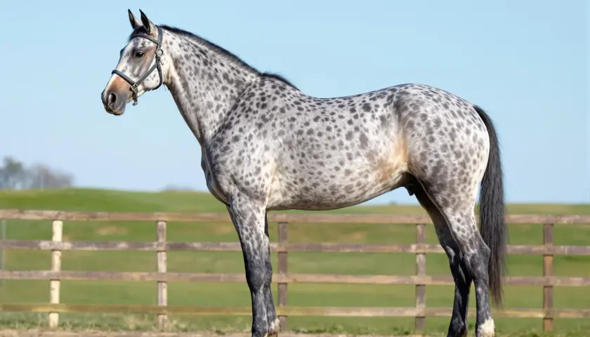 Un magnifique cheval gris tacheté, un pur-sang français, se tient fièrement devant une clôture en bois et un ciel bleu clair.