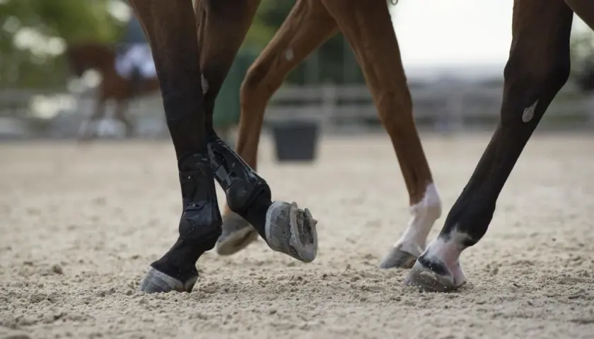 Pieds de chevaux en mouvement sur sable. Un bon rapport calcium phosphore est essentiel pour des os solides.
