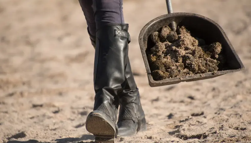 Une personne en bottes d'équitation ramasse du crottin de cheval avec une pelle, illustrant la réglementation crottin de cheval sur la voie publique.