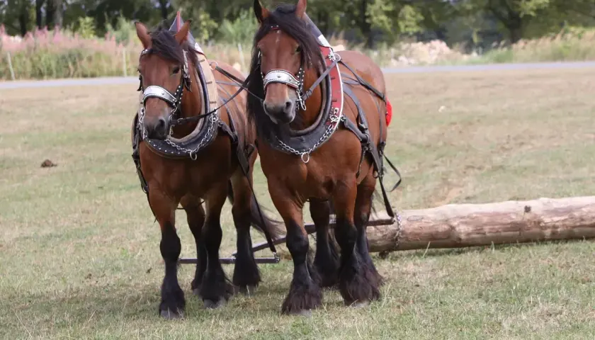 Deux robustes chevaux ardennais, harnachés et prêts à tirer un tronc d'arbre, se tiennent côte à côte dans un pré.