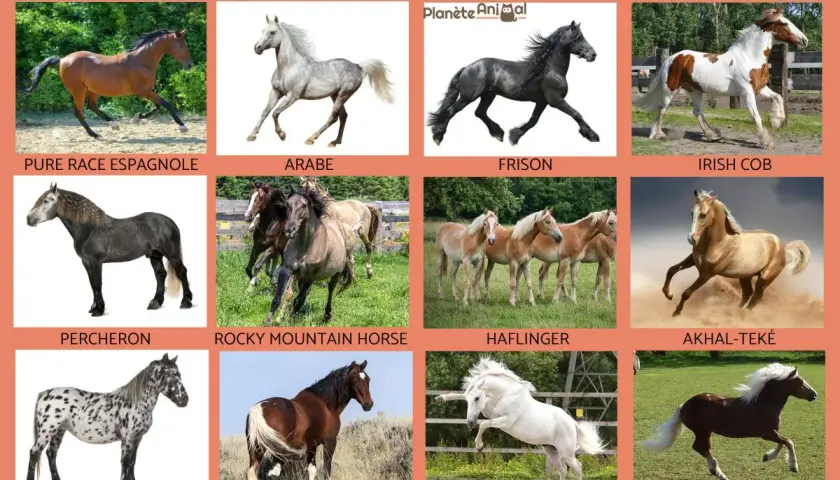 Découvrez les races de chevaux les plus connues : Pur Sang Espagnol, Arabe, Frison, Irish Cob, Percheron, Rocky Mountain Horse, Haflinger, Akhal-Teke, Appaloosa, Mustang, Lusitanien, Trait de la Forêt-Noire.