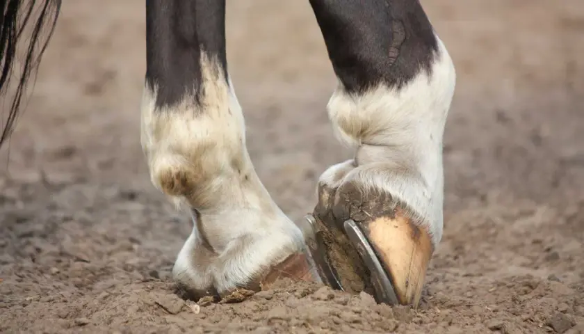 Pieds d'un cheval montrant une boiterie antérieure. Le sabot gauche est visiblement plus bas, suggérant une gêne.