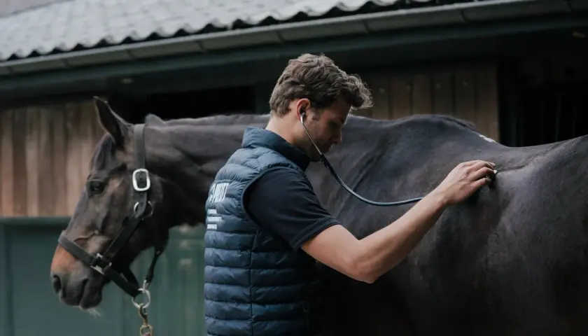Vétérinaire auscultant un cheval au pré, inquiet de son état de cheval qui maigrit.