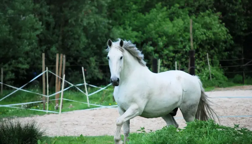 Un magnifique cheval criollo blanc, crinière au vent, galope dans un paddock sablonneux entouré de verdure.