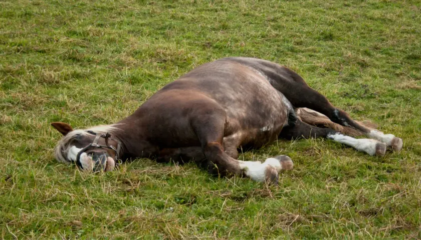 Cheval couché dans l'herbe, le museau au sol. Son corps semble tendu, un signe colique cheval inquiétant.