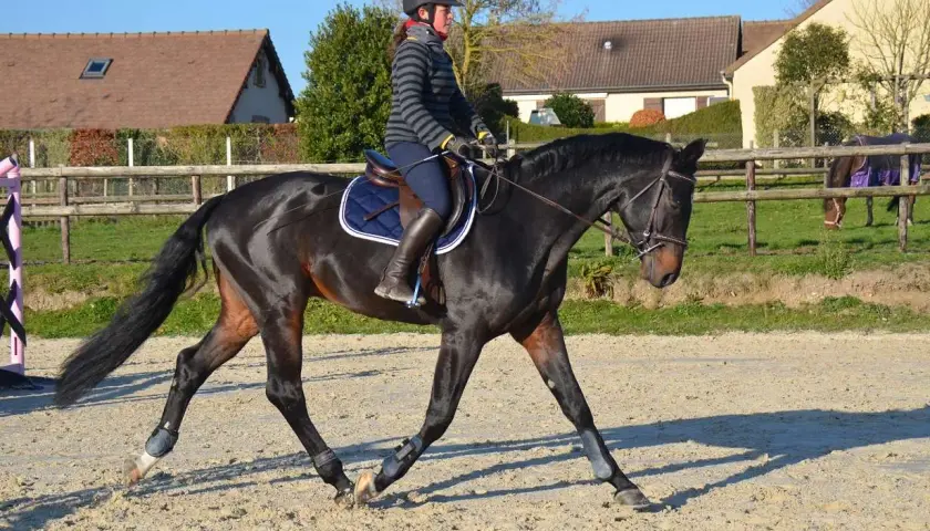 Une cavalière en tenue d'équitation fait du travail cheval dans une carrière sablonneuse.