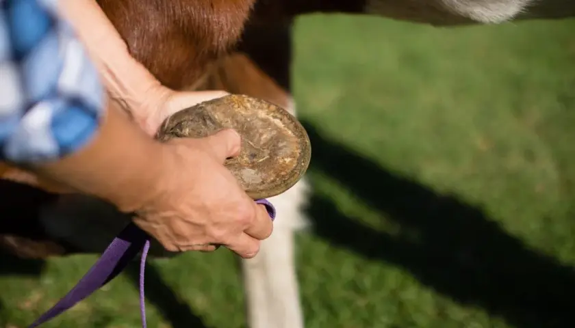Une main examine le sabot d'un cheval, une ligne blanche visible. Pas de fourmilière ici, juste un soin attentif.