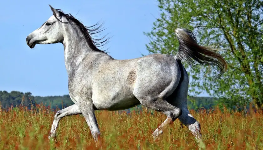 Un magnifique cheval arabe gris galope dans un champ d'herbes hautes, sa crinière et sa queue flottant au vent.