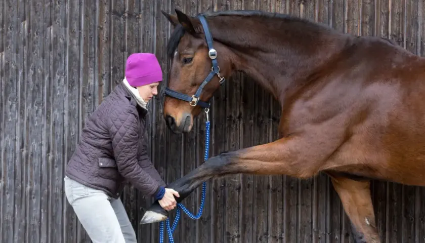 Une femme examine le sabot d'un cheval brun, peut-être pour évaluer son état et adapter son alimentation cheval fourbu.