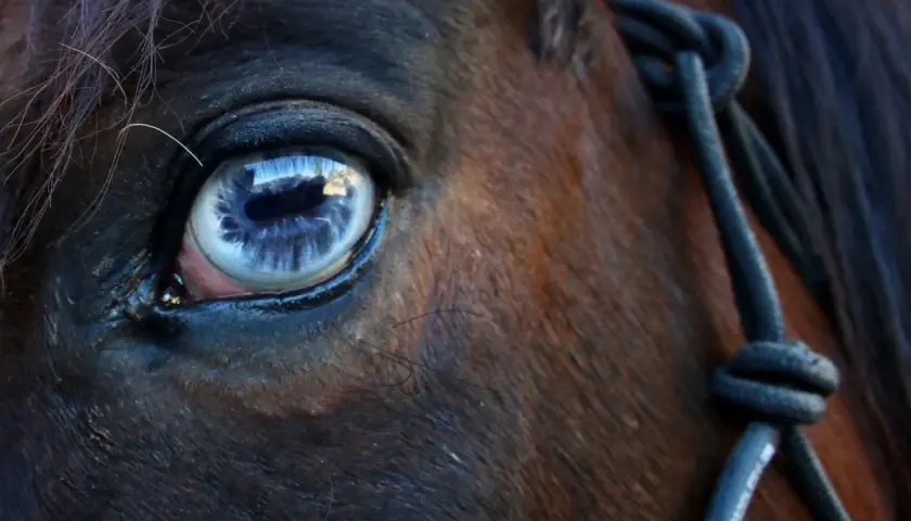 Gros plan sur l'oeil bleu d'un cheval, reflétant le ciel. Une longe est visible sur le côté.