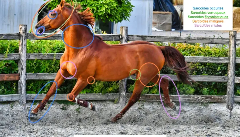 Cheval bai en mouvement, différentes localisations de sarcoïdes marquées par des cercles colorés sur la tête, le cou, le flanc et les membres.