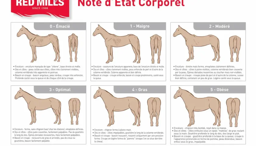 Illustration d'un vieux cheval maigre, avec des côtes saillantes et une encolure fine. L'alimentation est cruciale pour sa santé.