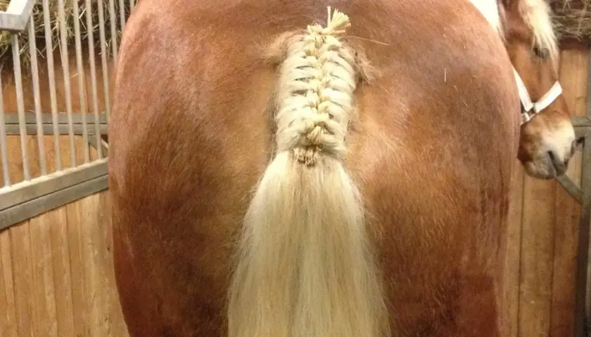 Une belle tresse queue de cheval sur un cheval brun dans une écurie.