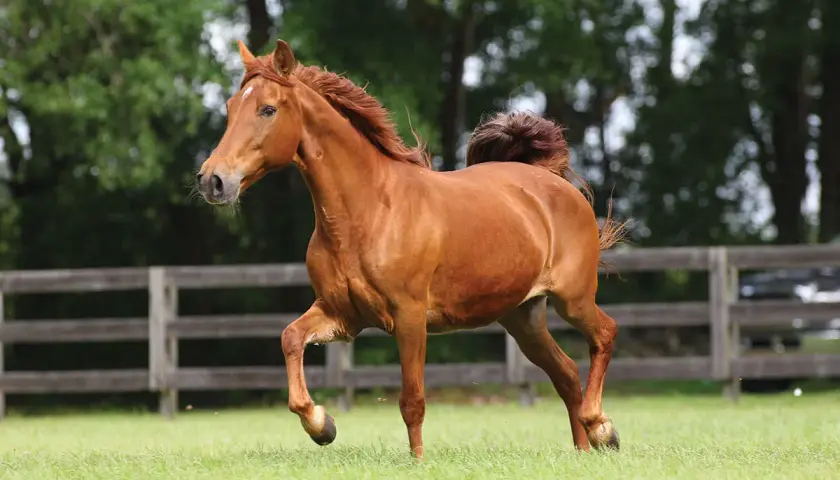 Un magnifique Missouri Fox Trotter alezan galope dans un pré verdoyant, sa crinière et sa queue flottant au vent.