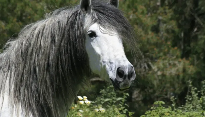 Magnifique cheval andalou à la crinière grise et longue, se tenant dans un pré fleuri.