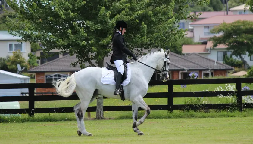Cavalier en tenue d'équitation sur un cheval blanc en mouvement, le cheval effectue un mouvement d'épaule en dedans avec grâce.