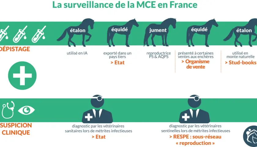 Surveillance de la MCE : dépistage par IA pour étalon, export, ventes, monte naturelle. Suspicion clinique : diagnostic vétérinaire pour métrites infectieuses, RESPE.