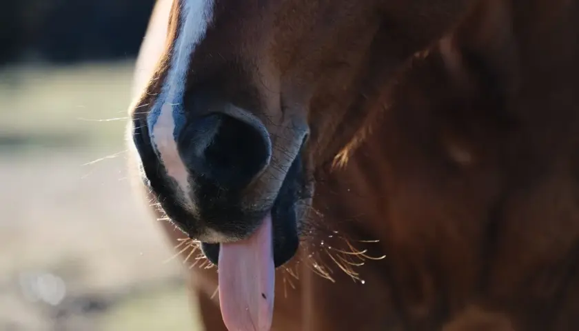 Gros plan sur le museau d'un cheval brun, langue sortie. La question "un cheval peut-il vomir ?" est souvent posée.